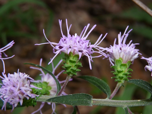 {Liatris squarrulosa}